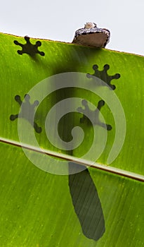 Leaf-tailed gecko is sitting on a large green leaf. Silhouette. unusual perspective. Madagascar.