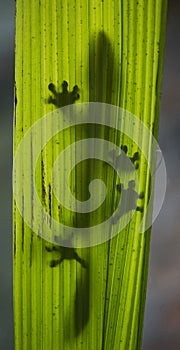 Leaf-tailed gecko is sitting on a large green leaf. Silhouette. unusual perspective. Madagascar.