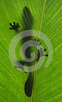 Leaf-tailed gecko is sitting on a large green leaf. Silhouette. unusual perspective. Madagascar.