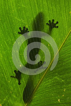 Leaf-tailed gecko is sitting on a large green leaf. Silhouette. unusual perspective. Madagascar.