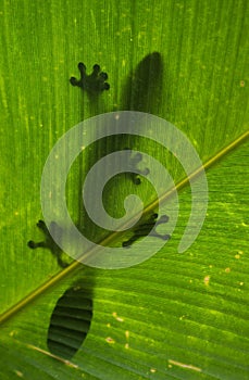 Leaf-tailed gecko is sitting on a large green leaf. Silhouette. unusual perspective. Madagascar.