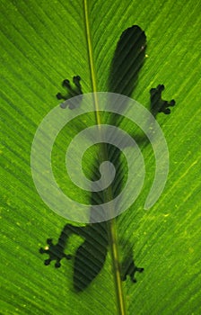 Leaf-tailed gecko is sitting on a large green leaf. Silhouette. unusual perspective. Madagascar.