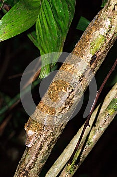 Leaf-tailed Gecko in a tree