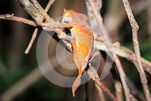 Leaf-tailed gecko Uroplatus ebenaui lying on a tree branch, Madagascar