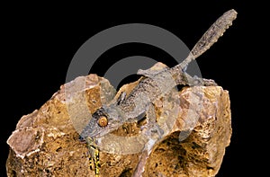 Leaf-Tailed Gecko, uroplatus fimbriatus, Adult eating Grasshoper