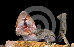 Leaf-Tailed Gecko, uroplatus fimbriatus, Adult with Open Mouth, Aggressive Behavior