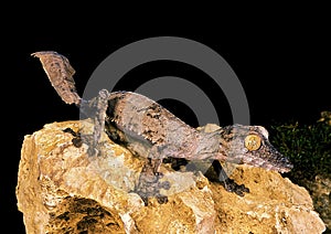 LEAF-TAILED GECKO uroplatus fimbriatus, ADULT STANDING ON ROCK