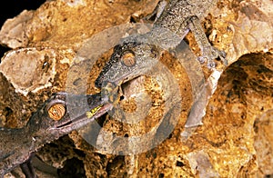 Leaf-Tailed Gecko, uroplatus fimbriatus, Adults eating Grasshoper