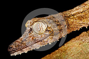 Leaf-tailed gecko, Uroplatus fimbriatus, madagascar