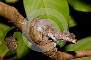 Leaf-tailed gecko, Uroplatus fimbriatus, madagascar