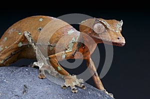 Leaf-tailed Gecko / Uroplatus phantasticus