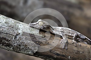 Leaf-tailed Gecko / Uroplatus phantasticus, Detail