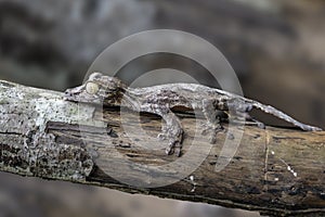 Leaf-tailed Gecko / Uroplatus phantasticus, Detail