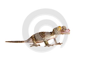 Leaf-tailed Gecko, uroplatus sameiti on white