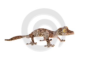 Leaf-tailed Gecko, uroplatus sameiti on white