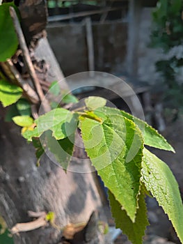 This is a leaf of the talok tree plant