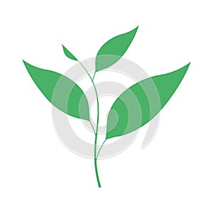 leaf tea flat icon