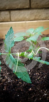 Leaf tendril holding onto plant