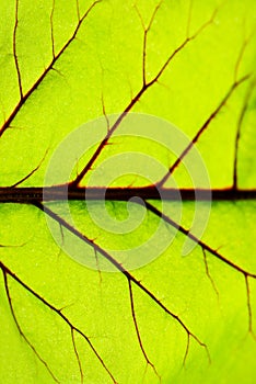 Leaf texture