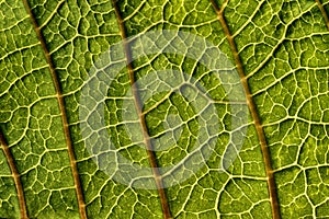 Leaf texture