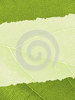 Leaf texture background