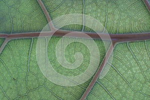 Leaf Texture and Backlit Structure Chlorophyll Symmetry Background