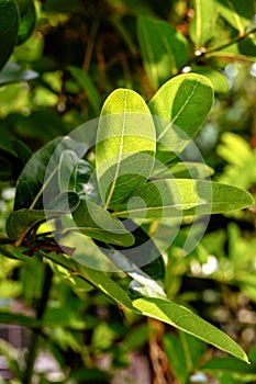 Leaf texture beautiful nature in garden