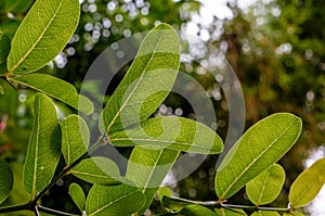 Leaf texture beautiful nature in garden