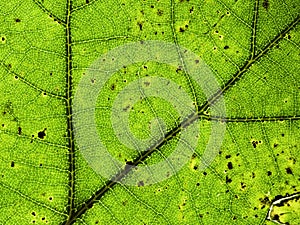 Leaf texture closeup