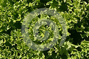 Leaf texture of curly cultivar of Lettuce, latin name Lactuca Sativa