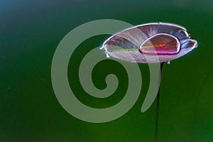 Leaf texture. Green lotus fresh plant with drop dew in garden lake pond with water reflection. Abstract macro nature background.