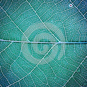 Leaf texture