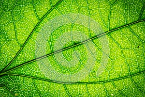 Leaf texture