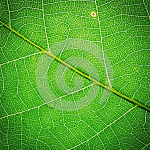 Leaf texture