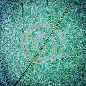 Leaf texture