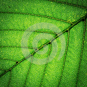 Leaf texture