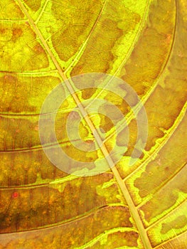 Leaf texture grunge style