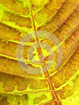Leaf texture grunge style