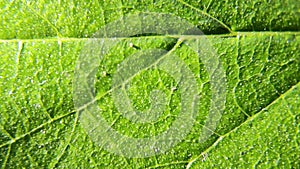 Leaf texture. Leaf under a microscope. Macro green leaf.Leaf in macro shot background. Cell structure view of leaf surface showing