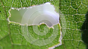 Leaf texture. Leaf under a microscope. Macro green leaf.Leaf in macro shot background. Cell structure view of leaf surface showing