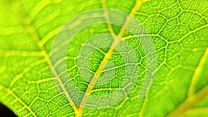 Leaf texture. Leaf under a microscope. Macro green leaf.Leaf in macro shot background. Cell structure view of leaf surface showing