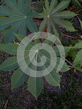 leaf texture that resembles marijuana leaves