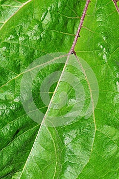 Leaf texture of sunflower Helianthus annuus with visible midrib and veins photo