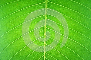 Leaf texture surface in transparent