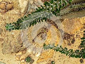 leaf with thorn of Alluaudia procera Drake cactus photo