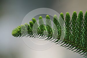 leaf tips of norfolk pine (araucaria heterophylla)