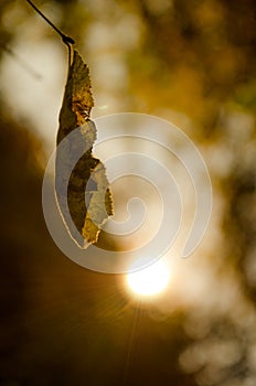 Leaf about to fall from branch