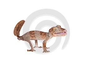 Leaf-toed gecko, unknow uroplatus, on white