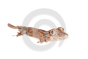 Leaf-toed gecko, unknow uroplatus, on white