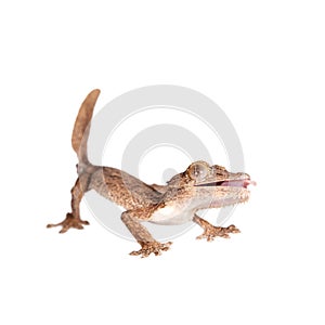 Leaf-toed gecko, unknow uroplatus, on white